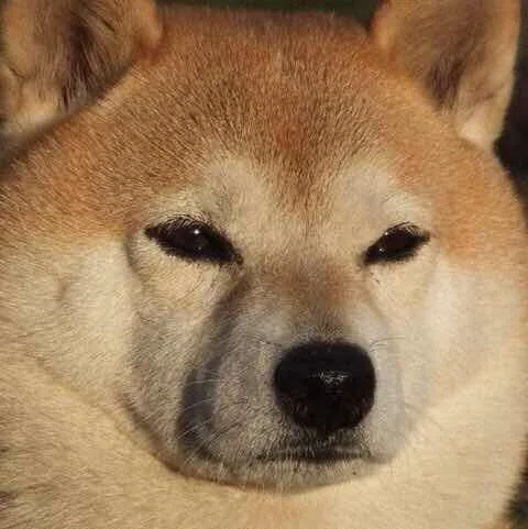 敖武的头像